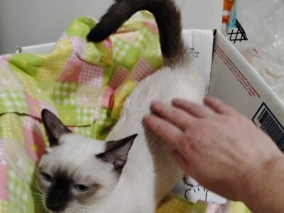 beautiful pure bred rag doll kitten for sale