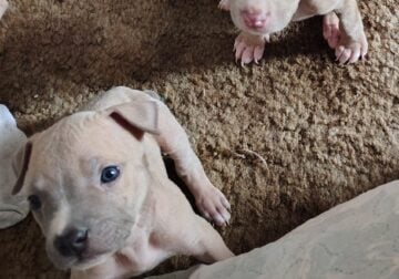 Pitt bull puppies
