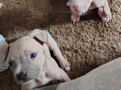 Pitt bull puppies