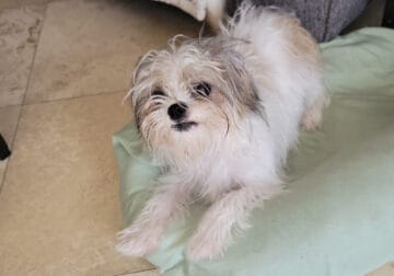 PARIS, a sweet Maltese & Shih-Tzu mix