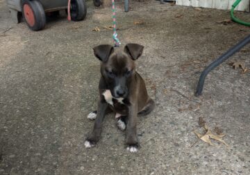 Pitbull puppy for sale