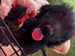 DKC REGISTERED LABRADOODLES