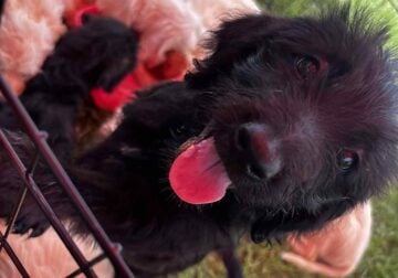 DKC REGISTERED LABRADOODLES