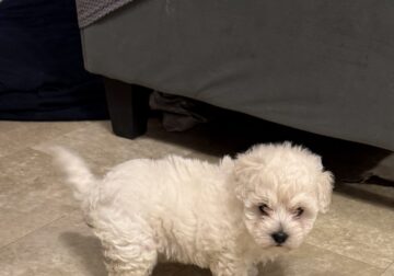 Morkiepoo