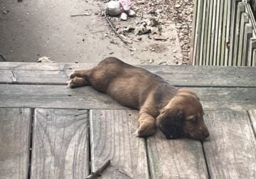 Tweenie Dachshund Puppies