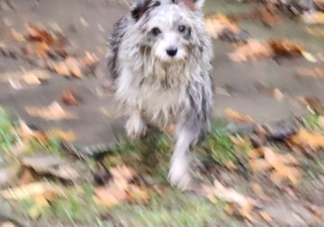 KB Black/White Merle – due in heat