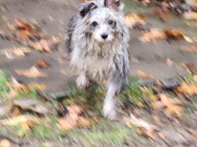 KB Black/White Merle – due in heat