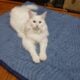 Maincoon mix kittens
