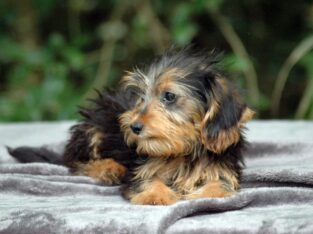 Back to school special – Puppy 1