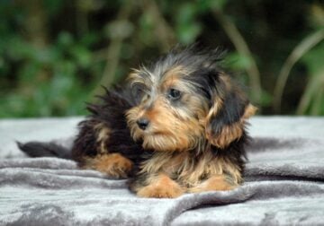 Back to school special – Puppy 1