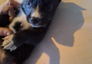 Free puppies 4 girls 4 boys