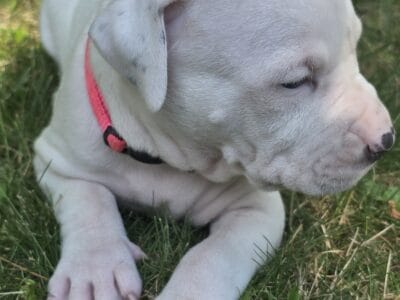 Adorable American Pit Bull Puppies
