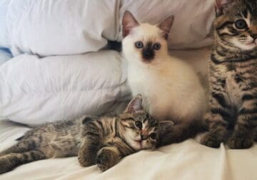 Kiitens for sale