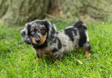 AKC mini dachshund female puppy in Indiana (Mia)