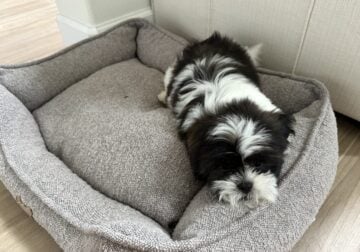 Adorable Shih Tzu puppies