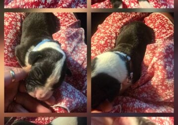 Boxer puppies