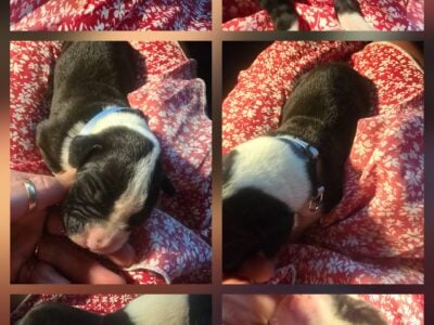Boxer puppies