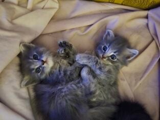 Maine Coon Kittens Ready For 4th of July