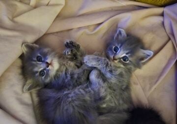Maine Coon Kittens Ready For 4th of July