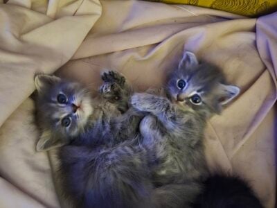 Maine Coon Kittens Ready For 4th of July