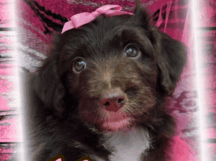 Paws-itively Perfect Bordoodle Puppies!