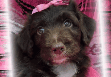 Paws-itively Perfect Bordoodle Puppies!