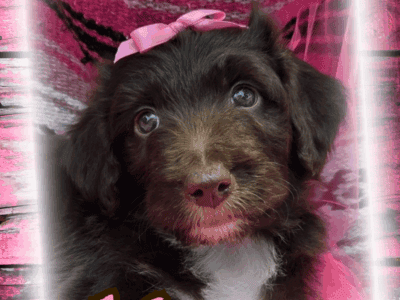 Paws-itively Perfect Bordoodle Puppies!