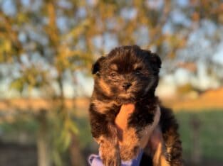 MaltiPom