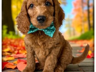 Gunner (Green collar)