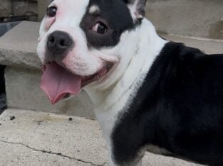 Micro bully puppy