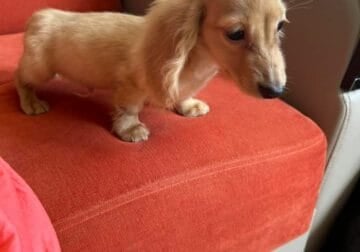 EE cream mini dachshund