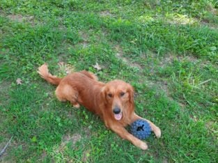 Beautiful Dark Golden Retriever