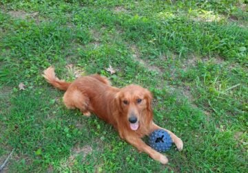 Beautiful Dark Golden Retriever