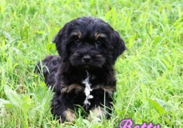 Betty Female Cockapoo