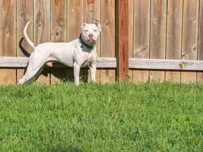 Meet Icarus! Super sweet boy !