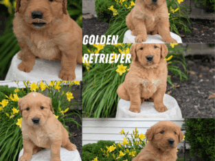 AKC GOLDEN RETRIEVER PUPS