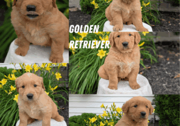 AKC GOLDEN RETRIEVER PUPS