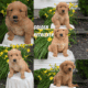 AKC GOLDEN RETRIEVER PUPS