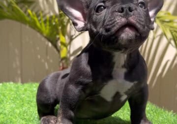 MiniGoat