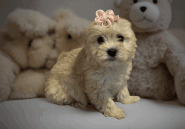Princess sammy