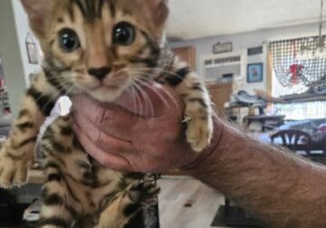 Beautiful Brown Bengals