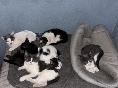 Free Kittens to give to loving homes