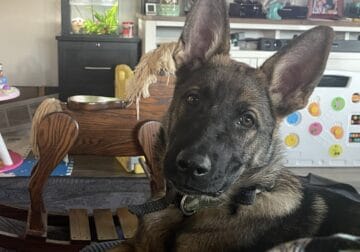 German Shepherd