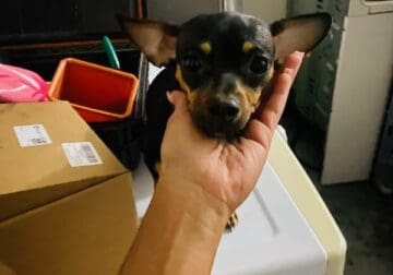 Chihuahua need rehome