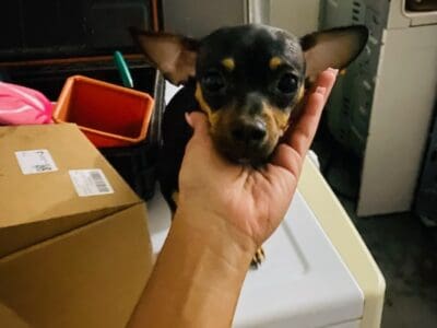 Chihuahua need rehome