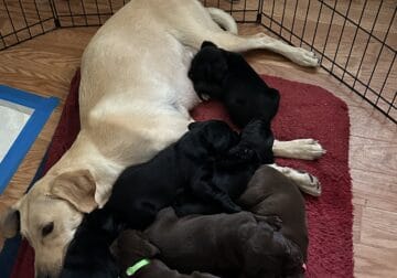Labrador Retriever puppies for sale