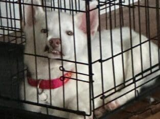 White Siberian Husky for Sale 300$