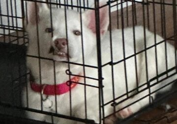 White Siberian Husky for Sale 300$