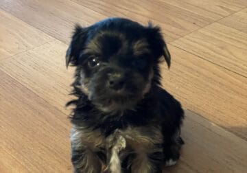 Boy Yorkie for Sale