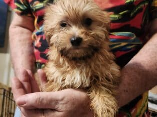 Shorkie boy 2